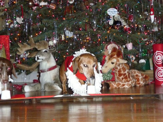 dogxmas